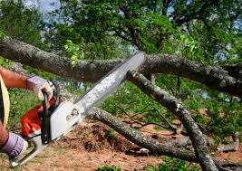 Best Hazardous Tree Removal  in South Laurel, MD